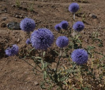 Echinops tschimganicus – bělotrn, roste i v Kyrgyzstánu